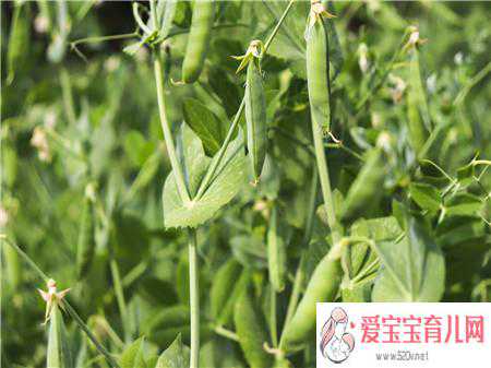 深圳最好供卵机构，什么人不宜吃豌豆有这些病症的孕妇要慎吃