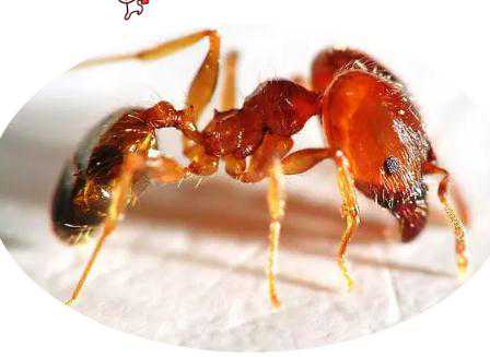 供卵试管生孩子如何，孕妇可以吃酸蚂蚁吗