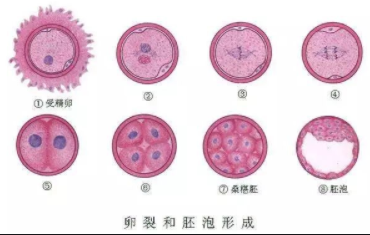 深圳哪有供卵试管女人，深圳市做试管婴儿哪家医院好？